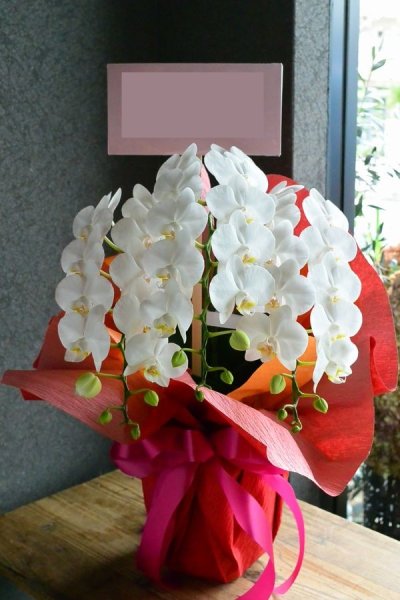 画像1: 胡蝶蘭ミディ系（白）三本立ち16,500円（大阪市北区中央区福島区西区限定） (1)