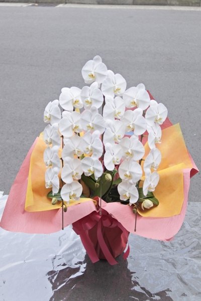 画像1: 胡蝶蘭大輪（白）三本立ち22,000円（大阪市北区中央区福島区西区限定） (1)